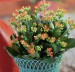 kalanchoe